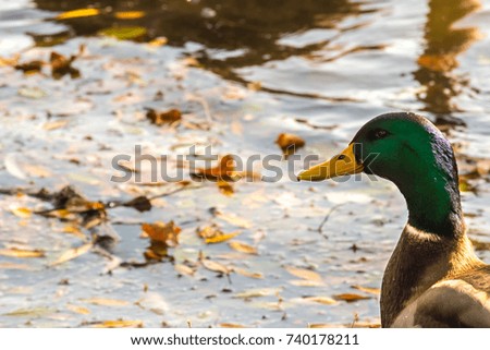 Beautiful duck (male) sitting on shoreline of a pond. Water surface on background.