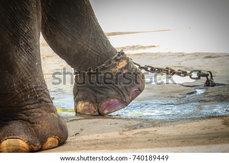 Leg chained elephant and look very pitiful. Royalty-Free Stock Photo #740189449