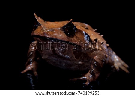 Annam spadefoot toad isolated on black background