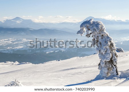 Snow covered bent little pine tree in winter mountains. Arctic landscape. Colorful outdoor scene, Happy New Year celebration concept. Artistic style post processed photo.