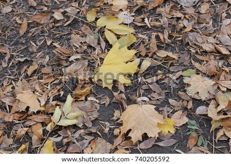 Autumn foliage on the ground