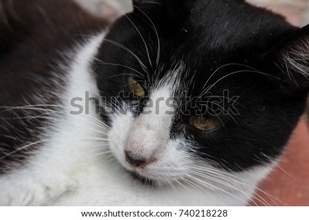 Black and white cat’s muzzle.