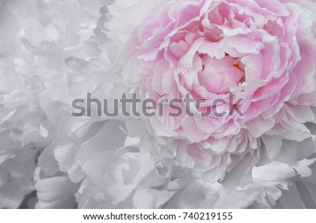 Big blooming white pink peony. Flower texture. Backgroung.