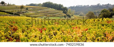 Vineyard field landscape on a sunny day landscape, large area