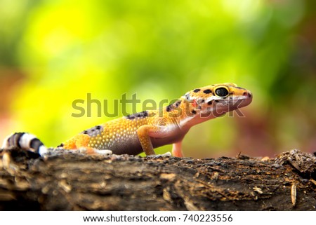 Leopard gecko lizard on wood, full size body visible from the side, low angel, animals closeup