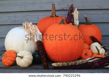 Typical symbols for Fall, Autumn season and Thanksgiving and Harvest celebration, big orange and white pumpkins, squashes, Indian corn (maize). Picture can be used as background