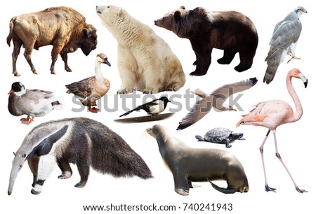 collection of different birds and mammals from north america isolated on white background
