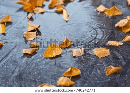 Yellow autumn leaves in a puddle in rainy weather, autumn mood, selective focus
