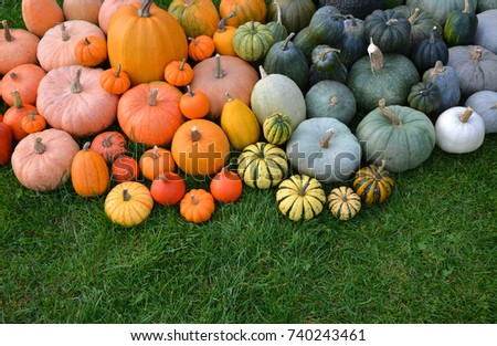 Pumpkins and squashes harvest on grass in garden