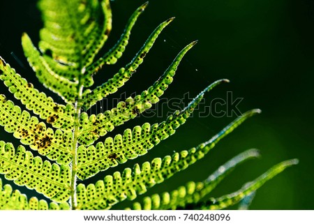 Green fresh fern leaves macro photography against green background and with warm sunlight retro illumination colors.