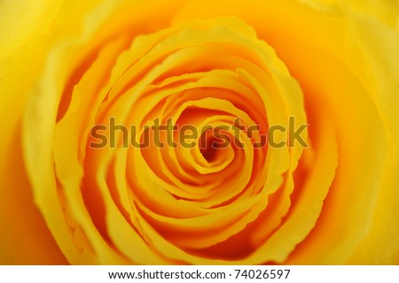 blossom beautiful yellow rose close up