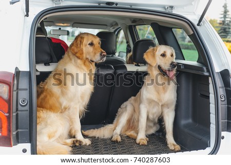 dog in the car  Royalty-Free Stock Photo #740287603
