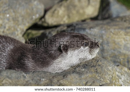 Small clawed otter resting it's head on a rock in the sun