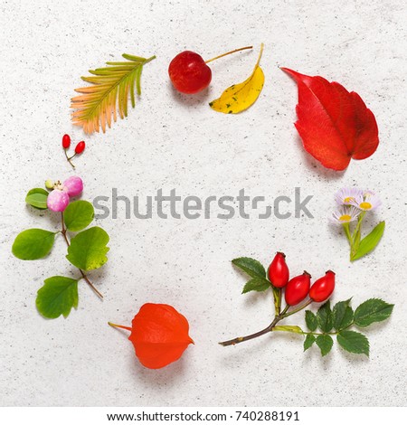 Frame from a variety of autumn leaves, berries and flowers in the shape of a circle. Square picture. Top view. Copy space.
