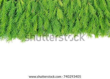  branches of fir isolated