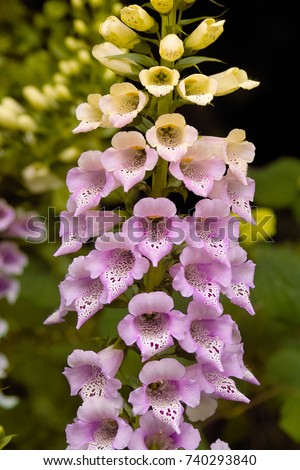 Close up of pink flowers of the red Foxglove 'Foxy' (Digitalis purpurea) Royalty-Free Stock Photo #740293840