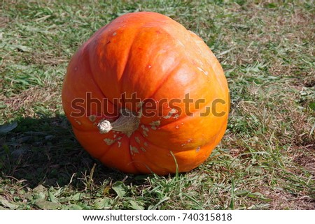  Orange pumpkin with green grass as background