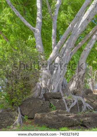 Landscape Profile of Tropical Banyan Tree Growing in a Field of Lava Boulders for Advertising Concept.