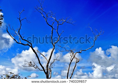 background dry branch with blue sky ,