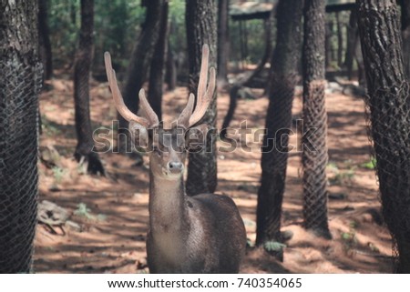 Deers head antler