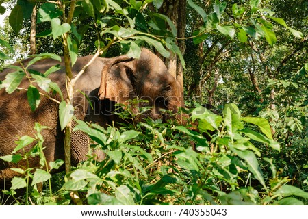 Mondulkiri EVP Elephant