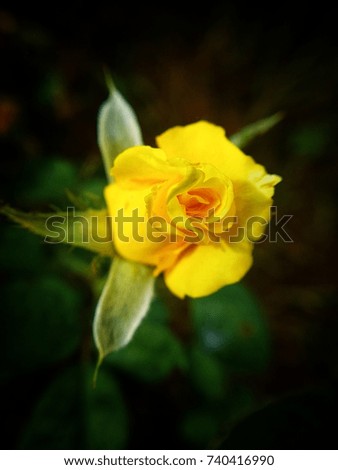Yellow rose in the garden, dark photographer