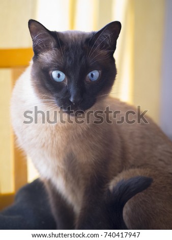 A Cat Portrait