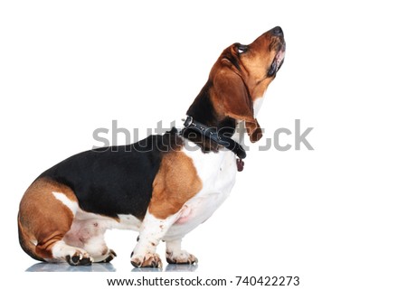 standing basset hound looks up on white background, side view picture