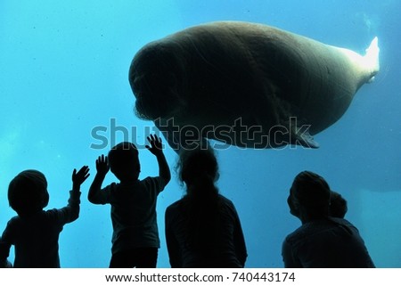 Amazing and giant manatee in the big blue water pool in front of children. Wonderful marine creature in captivity. 