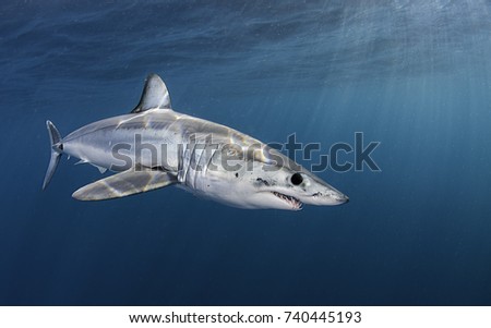 Mako shark swimming near the surface in blue water, 50 kms offshore past Western Cape, South Africa.