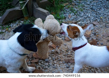 Pretty pet playing the dolls,two little dogs are plundering the dolls