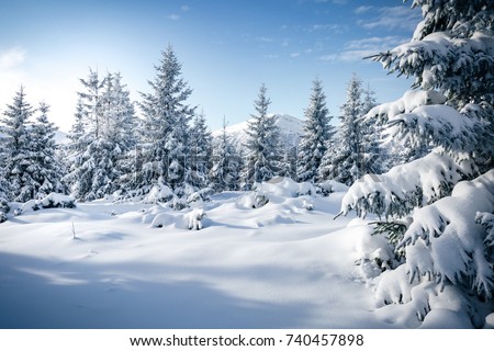 Scenic image of spruces tree. Frosty day, calm wintry scene. Location Carpathian, Ukraine Europe. Ski resort. Great picture of wild area. Explore the beauty of earth. Tourism concept. Happy New Year! Royalty-Free Stock Photo #740457898