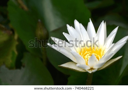 A Water lily blossom