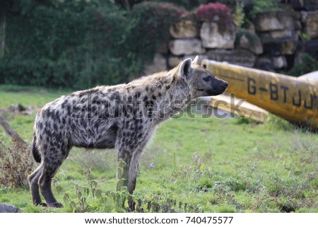 hyena looking away