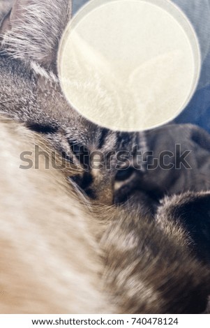Kitty cat background soft hair feeling with round lens flare 