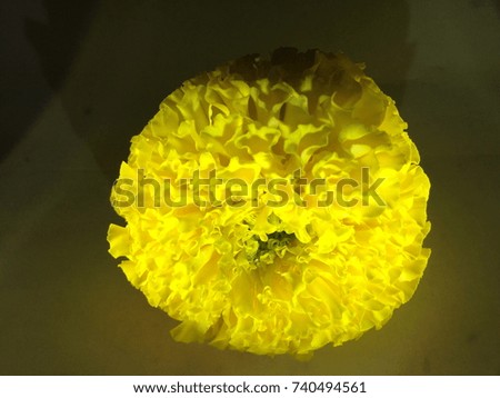 Marigold flowers with shadows.