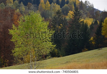 Autumn trees are birch trees
