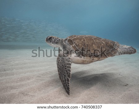 Green Sea Turtle in shallow  water of Caribbean Sea around Curacao