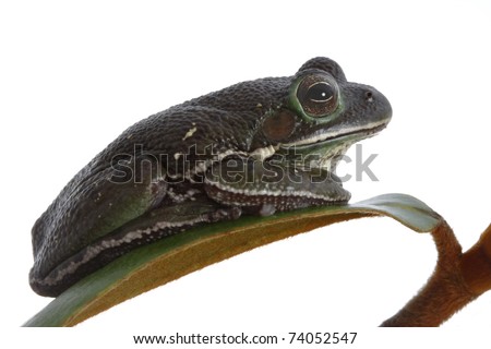 Barking Tree Frog, Dark Color