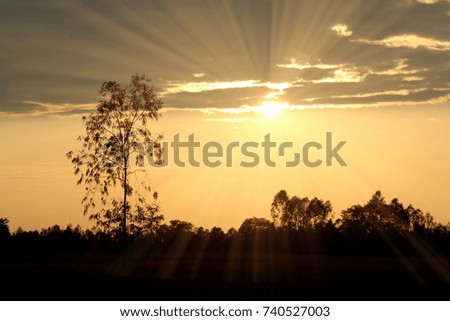 Sun set with tree and rice field