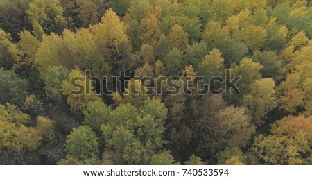 Aerial shot of autumn trees in forest in october