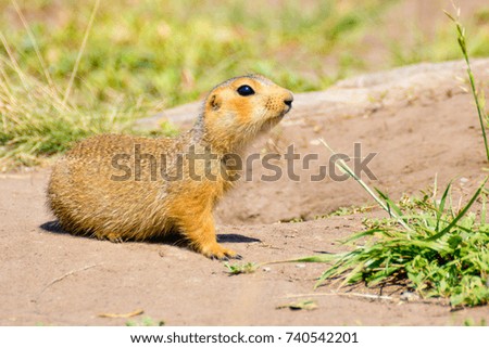 A gopher at the hole