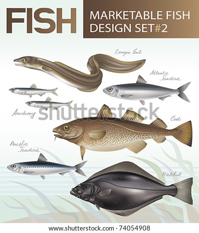 Marketable fish images design set 2. Vector illustration. Royalty-Free Stock Photo #74054908