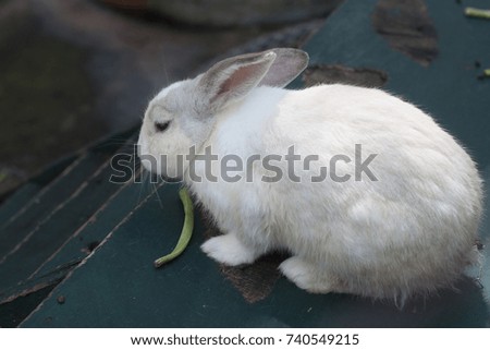 White rabbit eating long bean