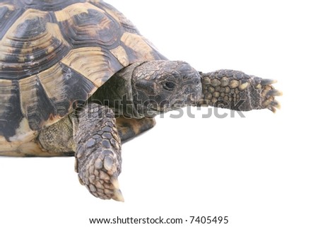Turtle male isolated on white background