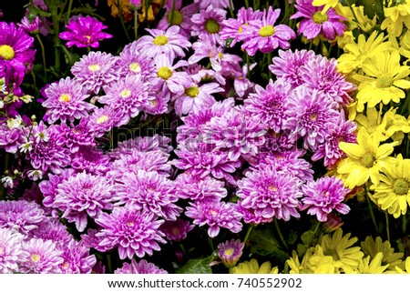 Bright Colorful chrysanthemum in a flower shop.The bouquet of chrysanthemums flower.