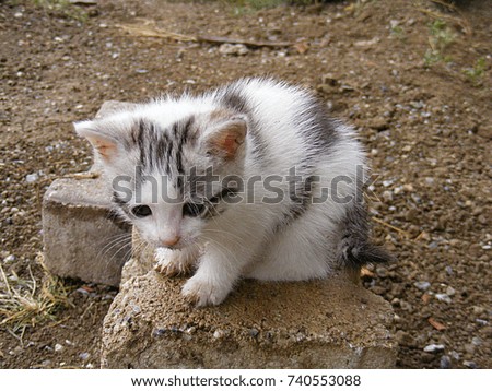 kitten, cute little kitten pictures, black and white cat kitten,