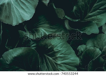 Green leaves. Low key modern style toned background image