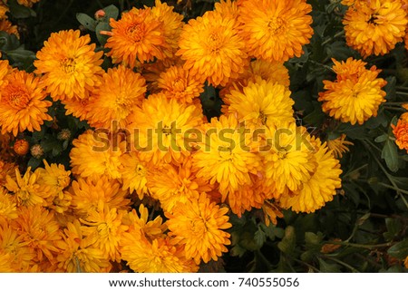 Flower chrysanthemum in autumn garden. Modern photography