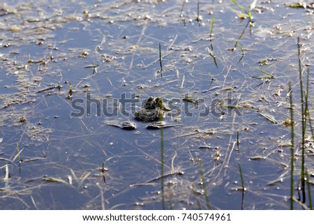 dirty water into the swamp in which the green frogs swim. Picture close-up, taken in May